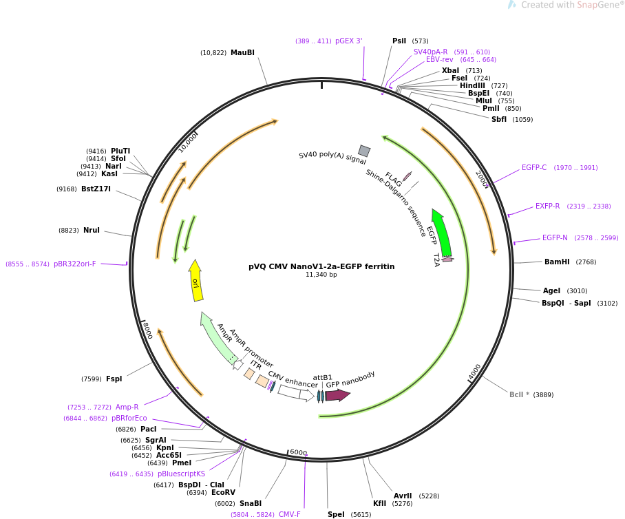 pVQ CMV NanoV1-2a-EGFP ferritin质粒图谱